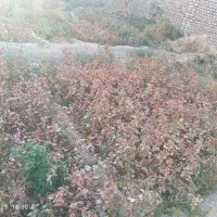 نهال پسته|خدمات باغبانی و درختکاری|شهرآباد, |دیوار