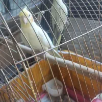 یک جفت عروس هلندی