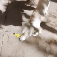 سگ پاکوتاه بدون شناسنامه|سگ|دماوند, دماوند|دیوار