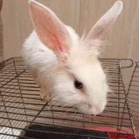 خرگوش چشم دورنگ|موش و خرگوش|قم, شاه ابراهیم|دیوار