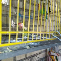 فروش یه جفت طوطی برزیلی باچهارتخم|پرنده|ایذه, |دیوار