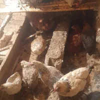 تعدادی حیوانات مزرعه مرغ و خروس و...|حیوانات مزرعه|سنگدوین, |دیوار