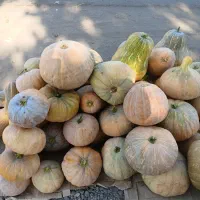 کدو حلوایی زعفرانی