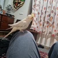 عروس هلندی ۷ ماهه