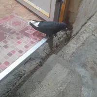 شهر جایزان|پرنده|بهبهان, |دیوار