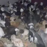 جوجه زینتی
