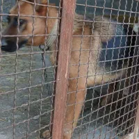 واگذاری سگ نگهبان|سگ|نوکنده, |دیوار