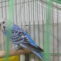 مرغ عشق مولد با ۵ عدد جوجه هاش و مولد روتخم|پرنده|محمدیه-قزوین, |دیوار