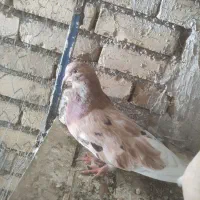 دوتا ماده سرور عالی
