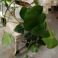 تعدادی گل اپارتمانی|گل و گیاه طبیعی|تهران, نیروی هوایی (پیروزی)|دیوار