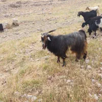 یک راس پازن درجه یک هم داشتی هم کشتی