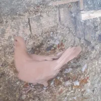 ماده زرد کرمانی|پرنده|قائن, |دیوار