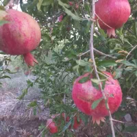 ۵۰۰ متر باغ انار محمودآباد اجاره داده میشود