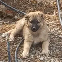 ۳ عدد توله سرابی ی جا.۸۵روزه