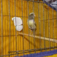 قناری نرو ماده|پرنده|همدان, |دیوار