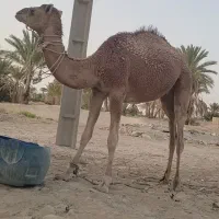 شتر