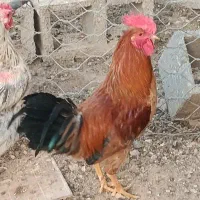 خروس