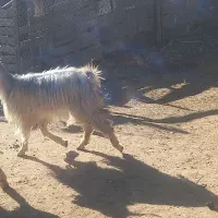 کولار کهره دار میش چاق