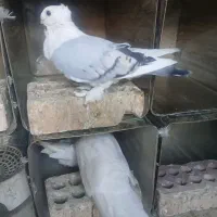 کفتر بلژیکی نر|پرنده|کهنوج, |دیوار