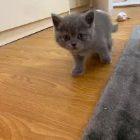 گربه بریتیش ماده