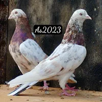 چهار هما نر