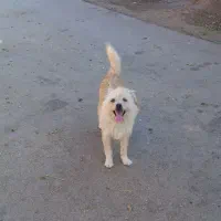 ۱ ملیون پونصد|سگ|زرند, |دیوار