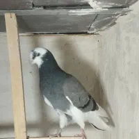پرنده|پرنده|تویسرکان, |دیوار
