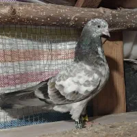 کبوتر پرشی  زیر ۱۰ ساعت|پرنده|رامسر, |دیوار