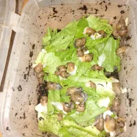 حلزون آلبینو اچاتینا|خزنده|کرمانشاه, |دیوار