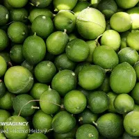 تره بار|خوردنی و آشامیدنی|تهران, شهرک شریعتی|دیوار