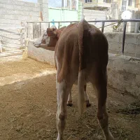 گوساله ماده قرمز