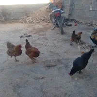 مرغ تخمگذار و خروس محلی در ایجرود