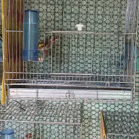 سهره سپیدان