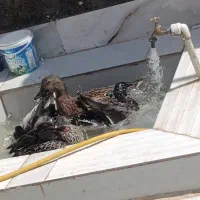 ادرک خضری ام سکه