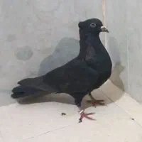 کبوترزاغ کاکلی|حیوانات|کرج, کوی کارمندان جنوبی|دیوار