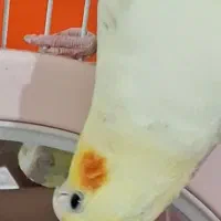 عروس هلندی گمشده