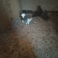 موکت ۳/۴