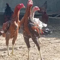 جوجه خروس لاری و محلی