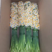 پیاز گل نرگس