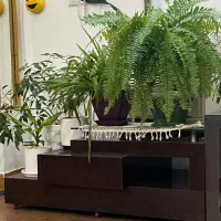 میز جلو مبلی