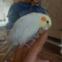 عروس هلندی لوتینو|پرنده|هشتگرد, فاز ۷ مهستان|دیوار