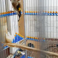 سهره سقا کرمونی بخون دوساله|پرنده|کرمان, |دیوار