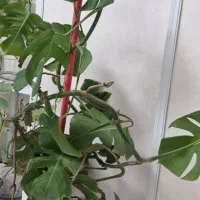 گل برگ انجیری حدودا ۲ متری