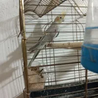 عروس آهویی بالغ .ماده