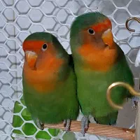 یک جفت کوتوله برزیلی معاوضه با عروس هلندی یا فروش