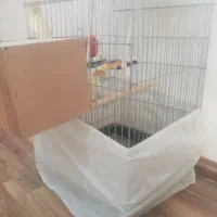 جفت طوطی مولد|پرنده|شوشتر, |دیوار