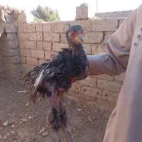 با سلام خسته نباشید|حیوانات مزرعه|زهک, |دیوار