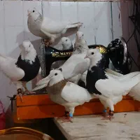 ۷ عدد طوقی نر