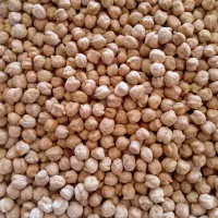 نخود بذری درجه یک