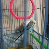 مرغ عشق|پرنده|کرج, حصارک بالا|دیوار